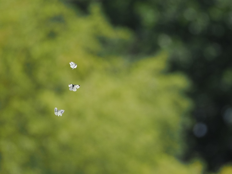 M.ZUIKO DIGITAL ED 300mm F4.0 IS PRO 作例：モンシロチョウ