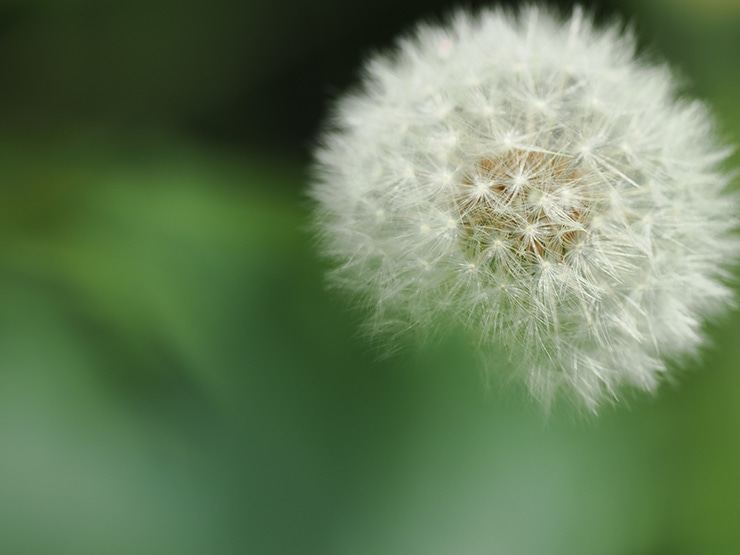 M.ZUIKO DIGITAL ED 300mm F4.0 IS PRO 作例：タンポポの綿