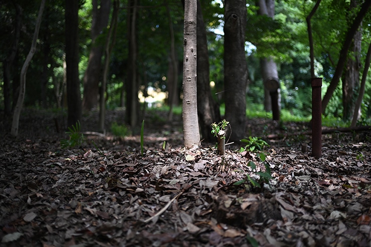 Nikon NIKKOR Z 35mm f/1.4 作例：落ち葉と木