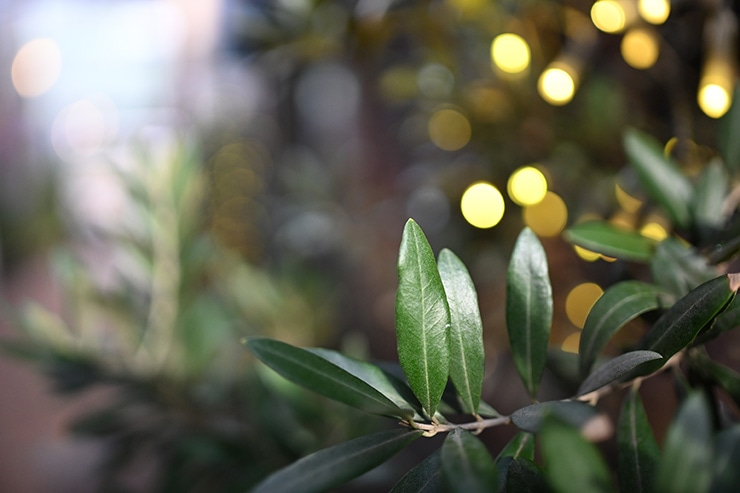 Nikon NIKKOR Z 35mm f/1.8 S 開放F値で撮影した画像