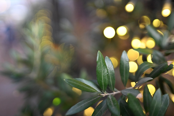 Nikon NIKKOR Z 35mm f/1.4 開放F値で撮影した画像