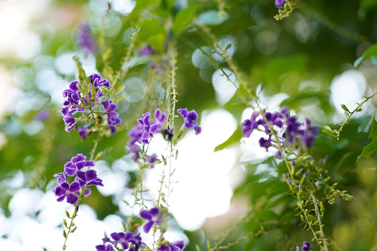 SIGMA 28-105mm F2.8 DG DN | Art 作例：紫色の花