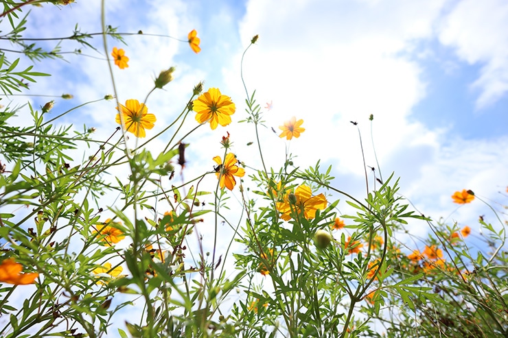 SIGMA 18-50mm F2.8 DC DN | Contemporary 作例：オレンジ色の花