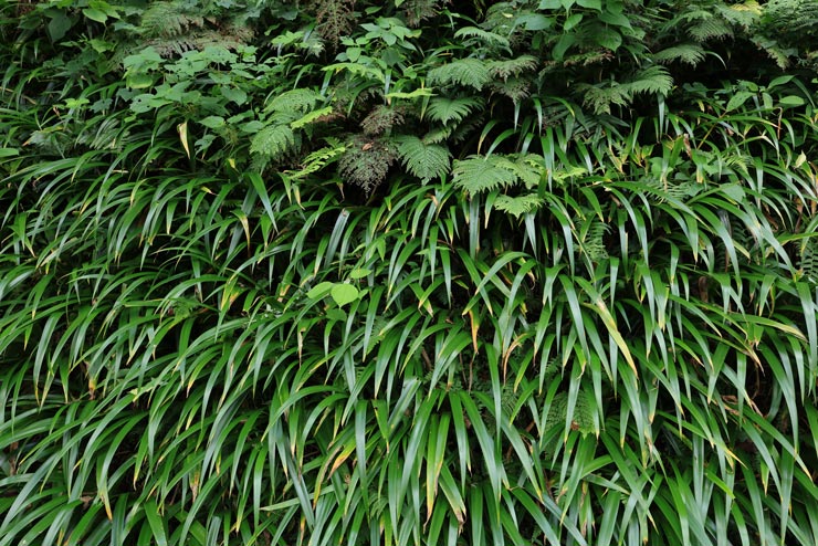 Canon RF28-70mm F2.8 IS STM 作例：草叢