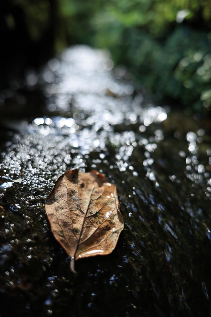 Canon RF28-70mm F2.8 IS STM 作例：水辺の落ち葉