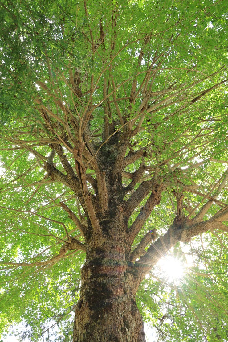 Canon RF28-70mm F2.8 IS STM 作例：大樹