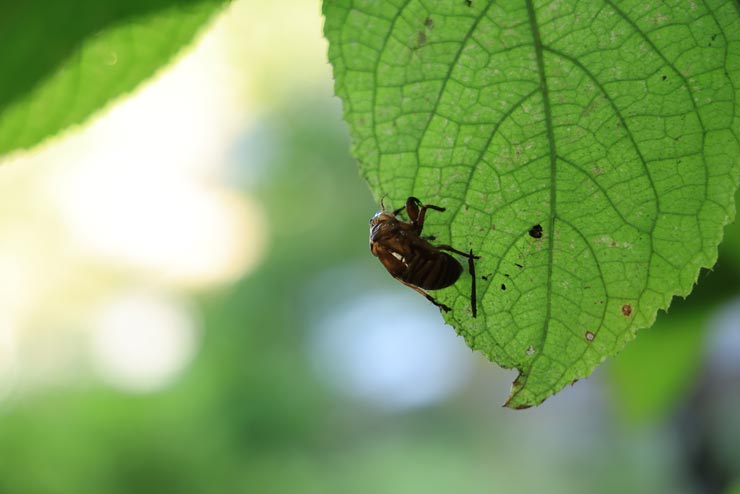 Canon RF28-70mm F2.8 IS STM 作例：葉っぱについたセミの抜け殻