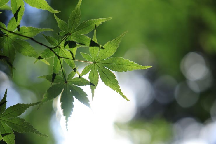 Canon RF28-70mm F2.8 IS STM 作例：青もみじの葉脈