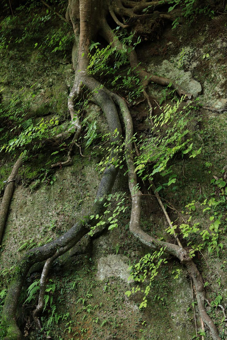 Canon RF28-70mm F2.8 IS STM 作例：岩肌にへばりつく木の根