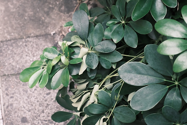FUJIFILM X-M5 作例：植物