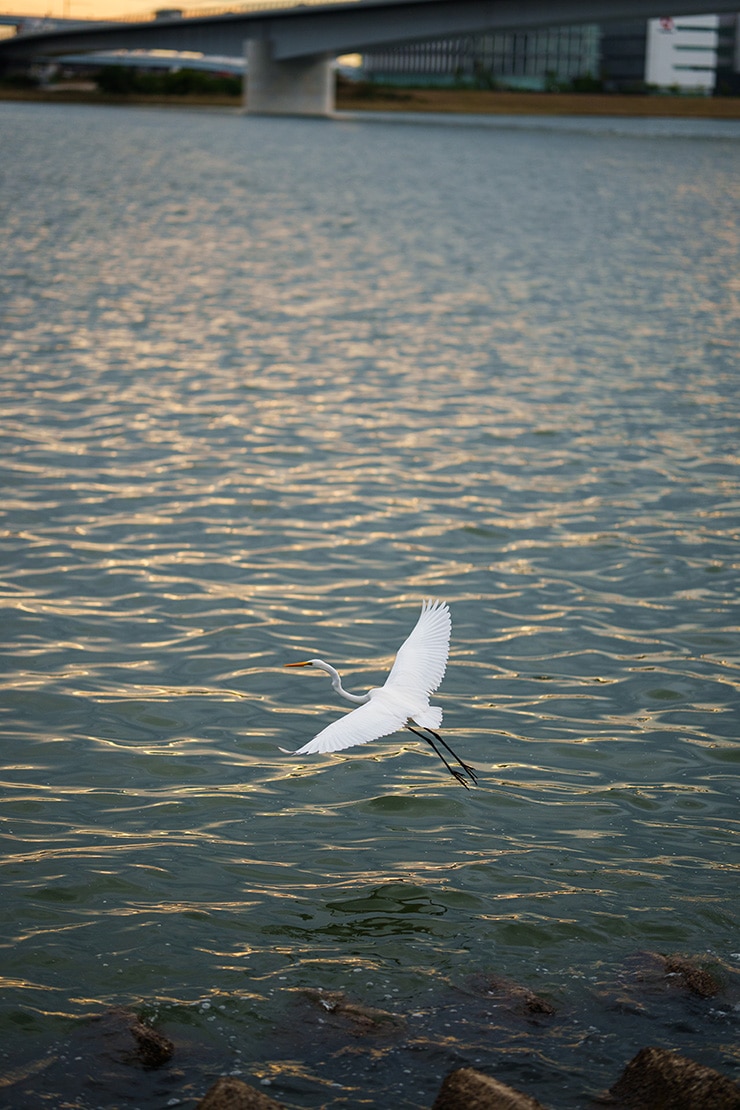 SONY FE 85mm F1.4 GM II 作例：シラサギ