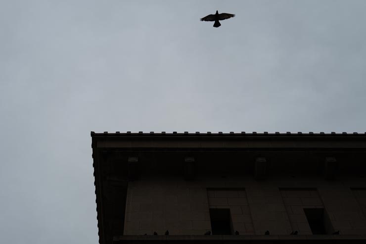 Leica Q3 43 作例：曇り空と鳥
