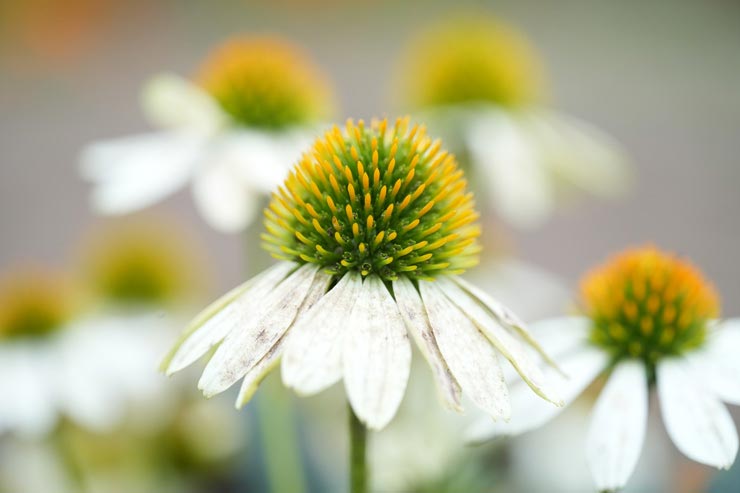 TAMRON 90mm F/2.8 Di III MACRO VXD 作例：エキナセア