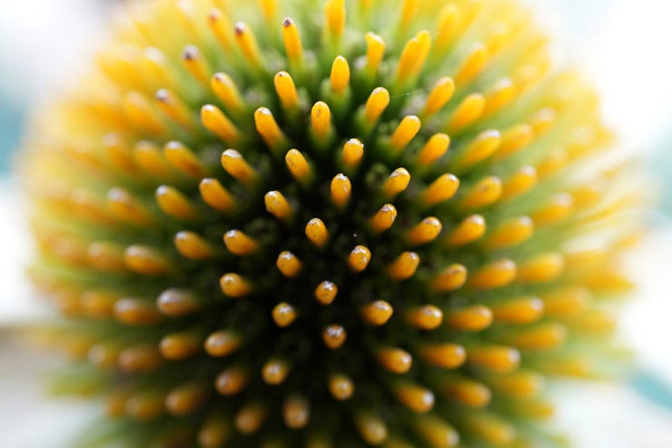 TAMRON 90mm F/2.8 Di III MACRO VXD 作例：エキナセアを等倍で撮影