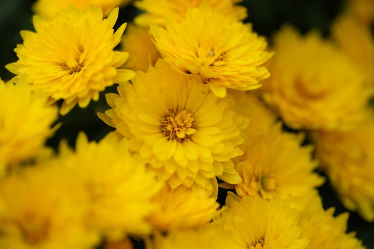 TAMRON 90mm F/2.8 Di III MACRO VXD 作例：黄色い花の群れ