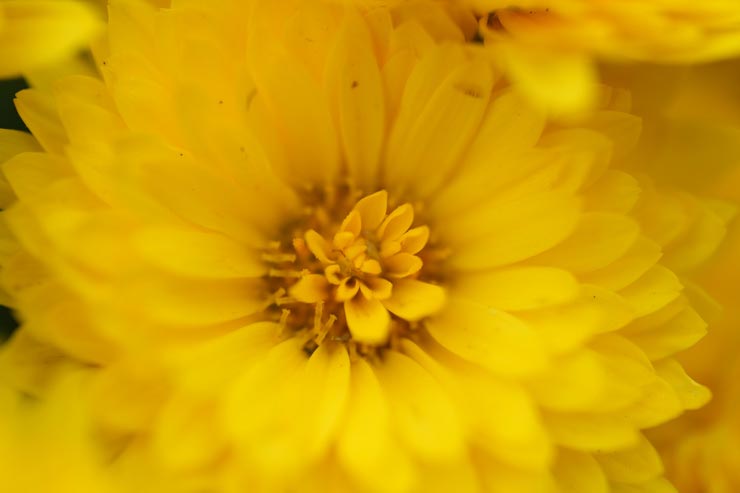 ⭐️花・昆虫などに⭐️TAMRON 90mm F2.8 MACRO ニコンF ⭐️花・昆虫などに⭐️TAMRON 90mm F2.8 MACRO ニコンF ⭐️花・昆虫