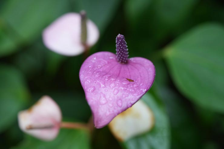 TAMRON 90mm F/2.8 Di III MACRO VXD 作例：紫のアンスリューム