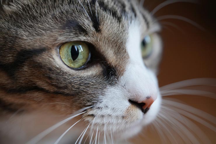 TAMRON 90mm F/2.8 Di III MACRO VXD 作例：猫