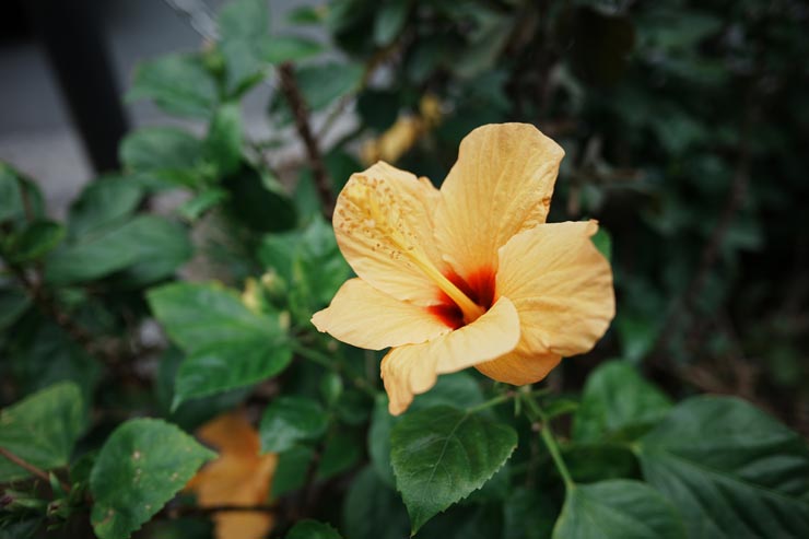 SAMYANG Remaster Slim RS 21mm F3.5  AFで撮影 作例：黄色いハイビスカス