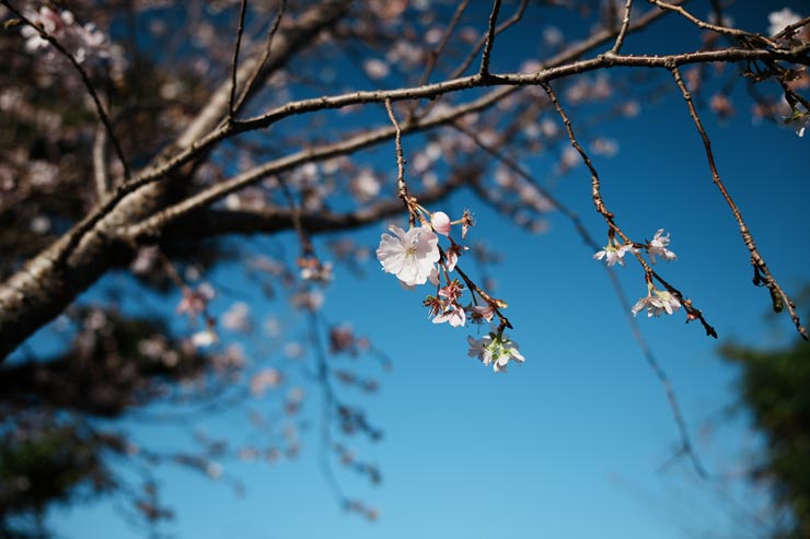 SAMYANG Remaster Slim 作例：寒桜と青空