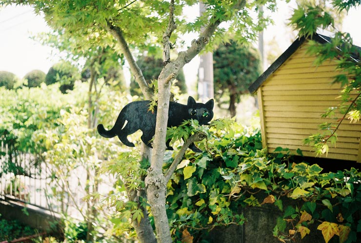 Leica M4 作例：庭にある黒猫のヤード