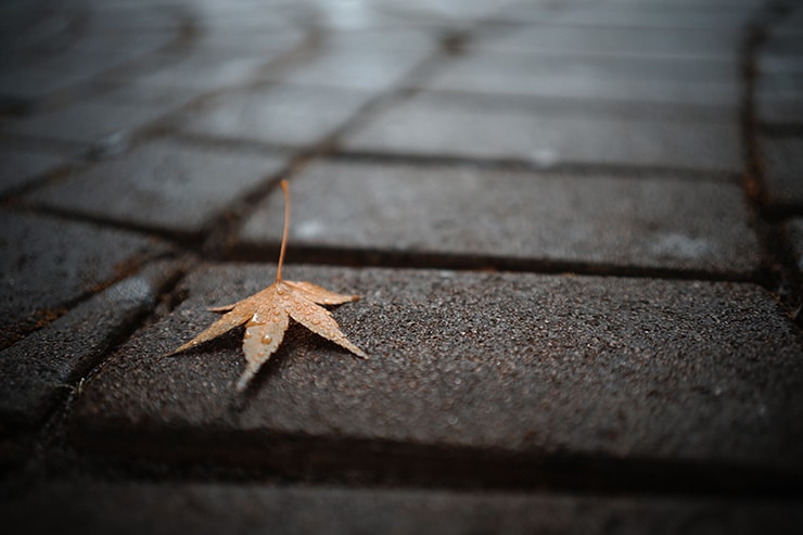 周辺光量落ちした作例：地面に落ちた紅葉