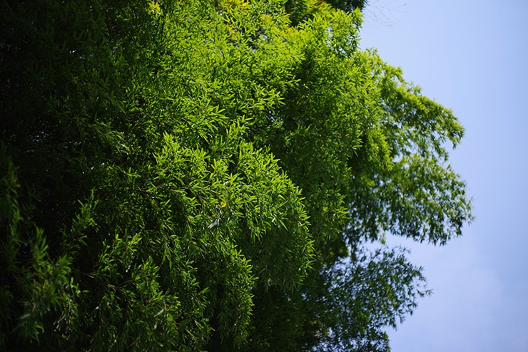 PENTAX(ペンタックス) HD PENTAX-FA 43mmF1.9 Limitedの作例：木