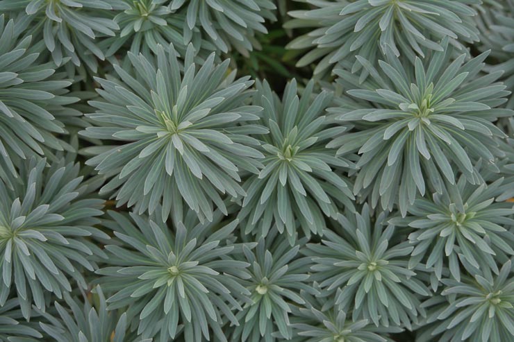 富士フイルム フジノンレンズ XF16-55mm F2.8 R LM WR 作例：植物