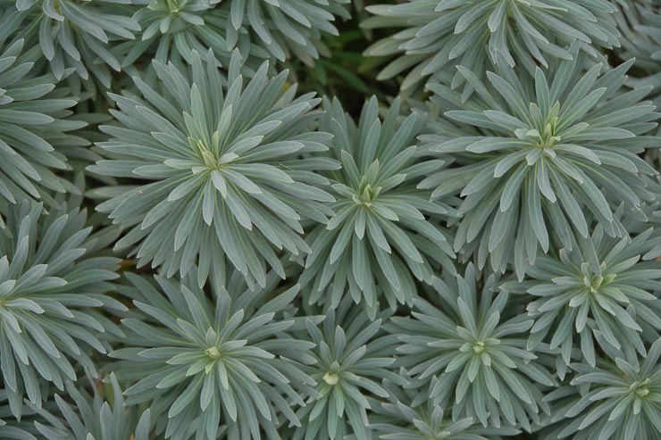 富士フイルム フジノンレンズ XF16-55mm F2.8 R LM WR II 作例：植物