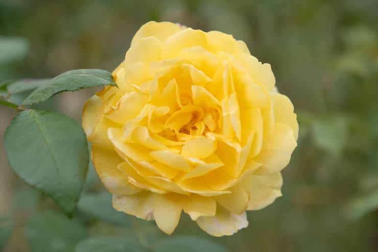 富士フイルム フジノンレンズ XF16-55mm F2.8 R LM WR 作例：黄色いバラ