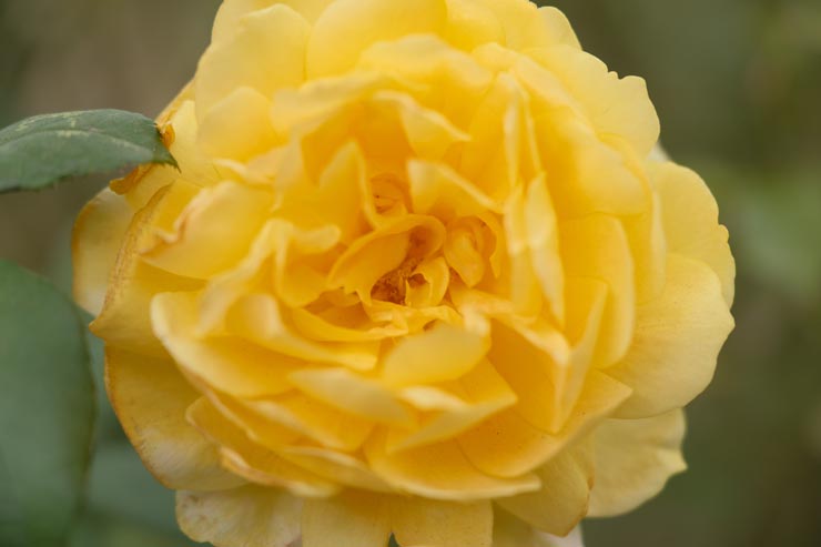 富士フイルム フジノンレンズ XF16-55mm F2.8 R LM WR II 作例：黄色いバラ