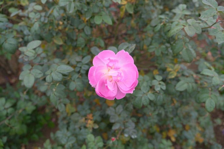 富士フイルム フジノンレンズ XF16-55mm F2.8 R LM WR 作例：ピンクのバラ