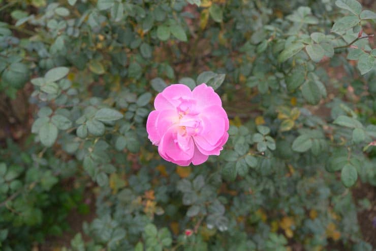 富士フイルム フジノンレンズ XF16-55mm F2.8 R LM WR II 作例：黄色いバラ：ピンクのバラ