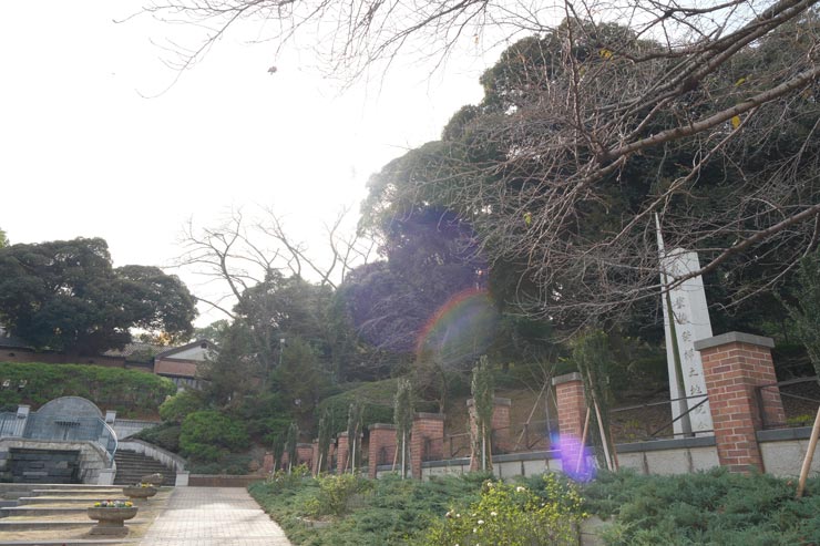 富士フイルム フジノンレンズ XF16-55mm F2.8 R LM WR II 作例：黄色いバラ：逆光のガーデン