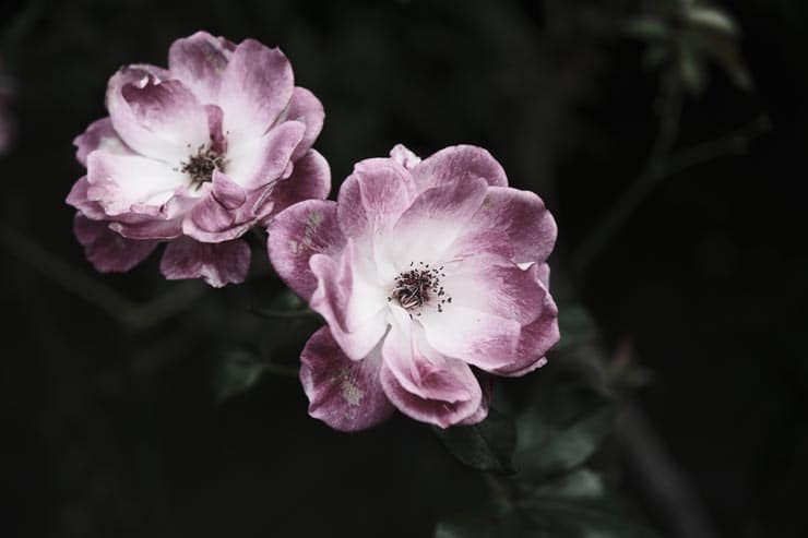 富士フイルム フジノンレンズ XF16-55mm F2.8 R LM WR II 作例：紫の花