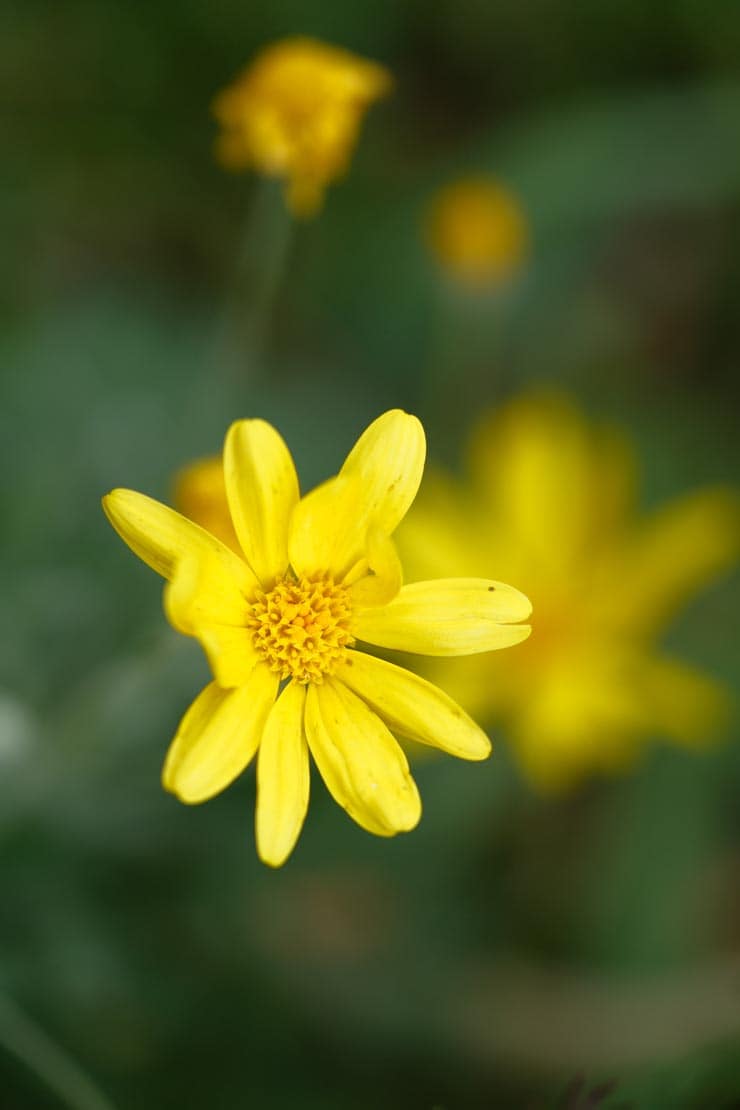 富士フイルム フジノンレンズ XF16-55mm F2.8 R LM WR II 作例：黄色い花