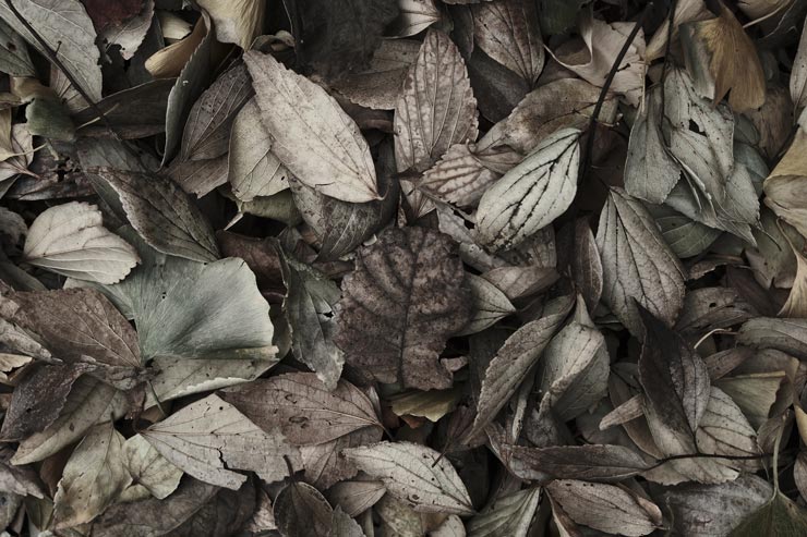 富士フイルム フジノンレンズ XF16-55mm F2.8 R LM WR II 作例：落ち葉