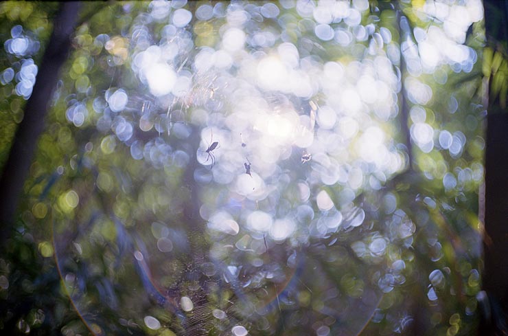 Leica M-A 作例:蜘蛛の巣