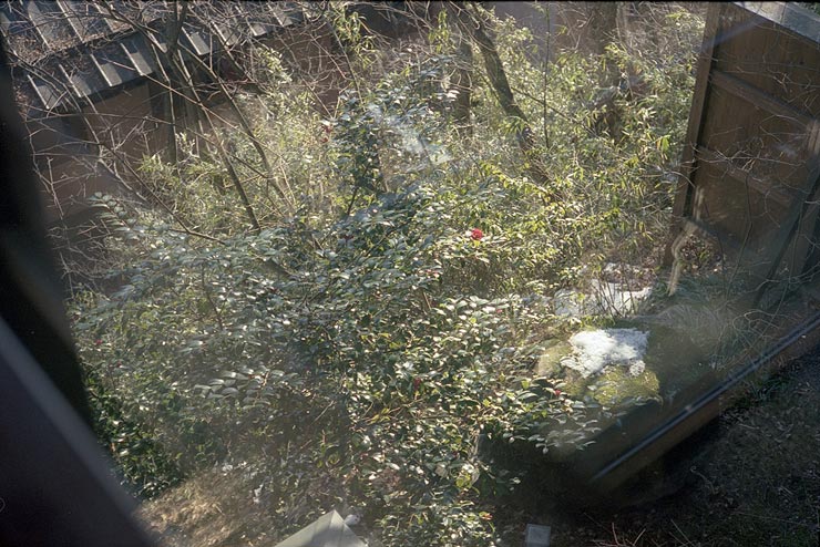 Leica M-A 作例:植物の茂る庭