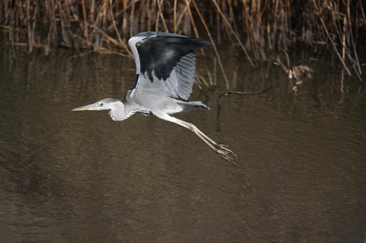 SONY α1 II作例：飛び立つ鳥