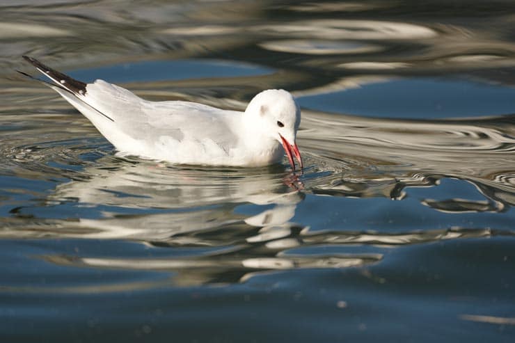 SONY α1 II作例：水面に憩うゆりかもめ