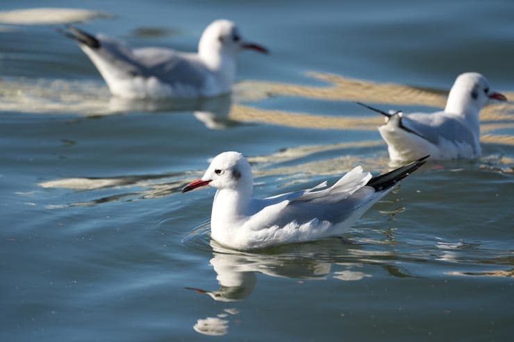 SONY α1 II作例：水面に憩うゆりかもめ3羽