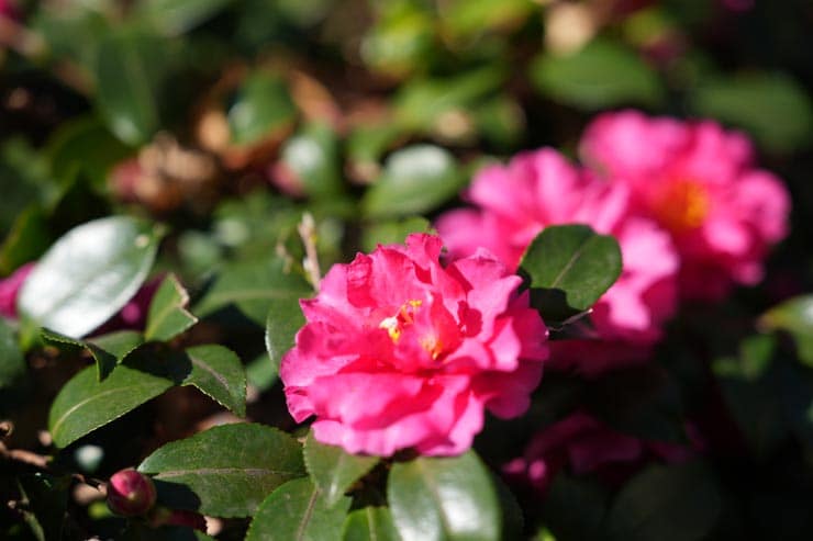 SONY FE 28-70mm F2 GM作例：山茶花