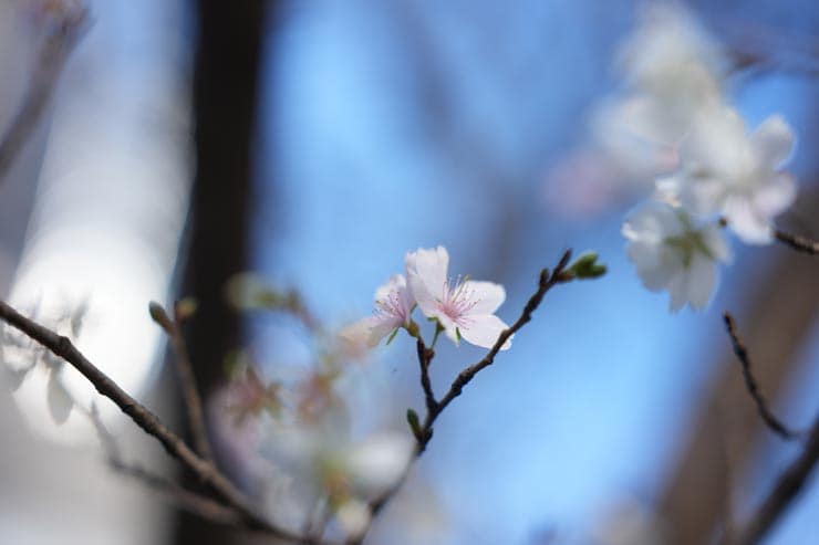 SONY FE 28-70mm F2 GM作例：早咲きの桜