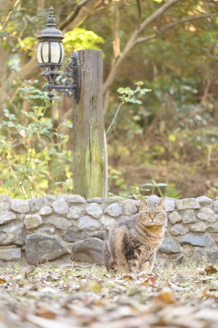 Nikon Z50 II 作例：ねこ