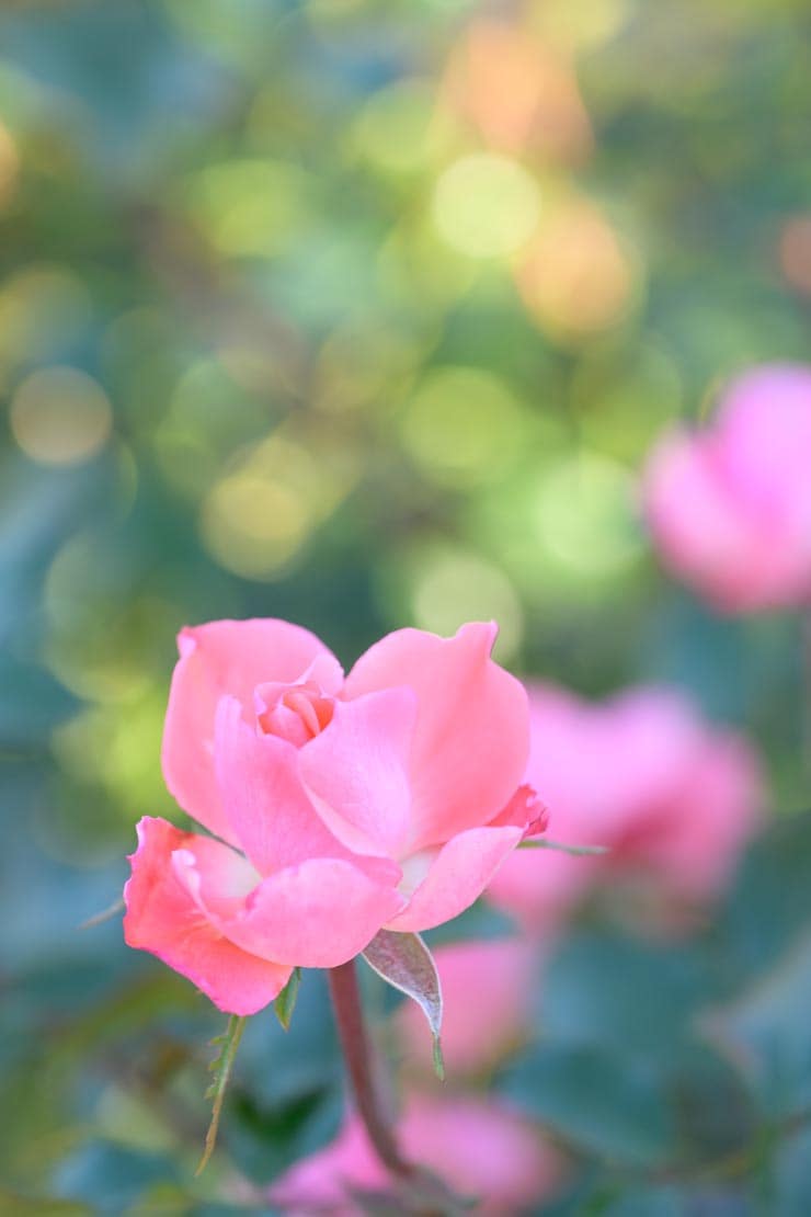 Nikon Z50 II 作例：バラ
