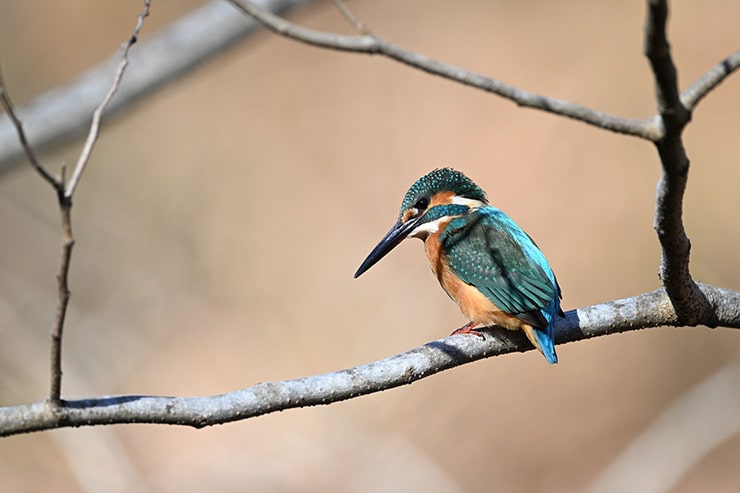 Nikon NIKKOR Z 800mm f/6.3 VR S 作例：カワセミ