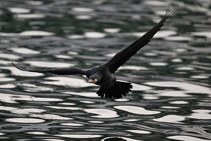 Nikon NIKKOR Z 800mm f/6.3 VR S 作例：カワウ