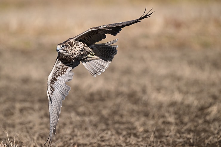Nikon NIKKOR Z 800mm f/6.3 VR S 作例：ジアセイカーハヤブサ