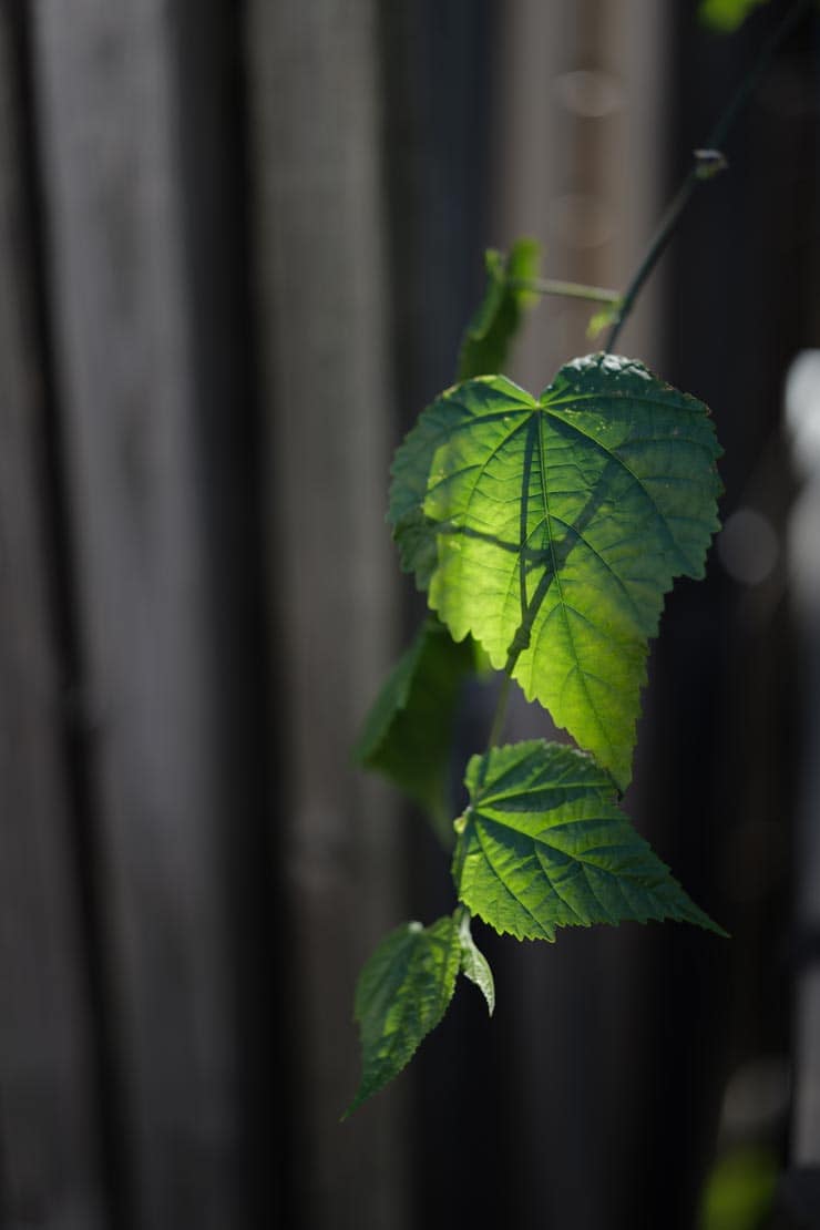 Leica SL3-S 作例：路地で見つけた葉